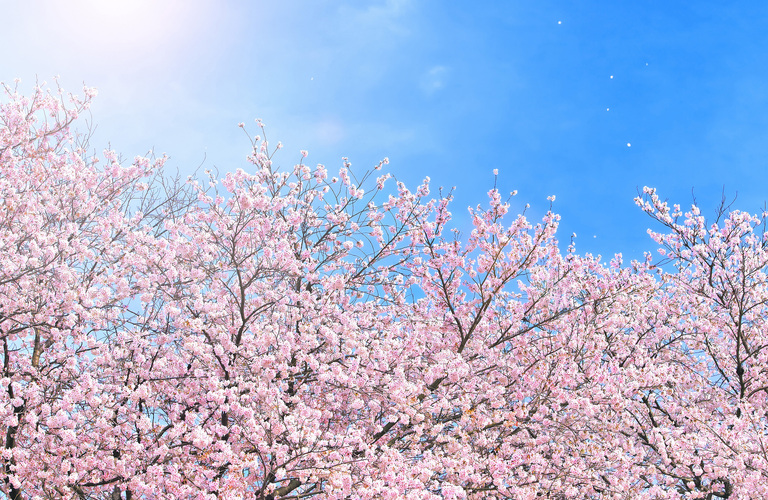 高校受験で自分に合った高校へ！　/部活や課外活動も応援する塾　桜台英数進学教室～阿部塾～